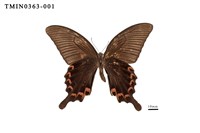 Papilio dialis tatsuta Collection Image, Figure 3, Total 4 Figures